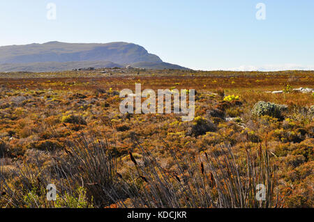 Vegetazione fynbos sulla penisola del capo, nei pressi di Città del Capo, Sud Africa Foto Stock