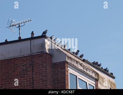 Piccioni selvatici (Columba livia domestica) su un tetto di un blocco di appartamenti, Regno Unito Foto Stock