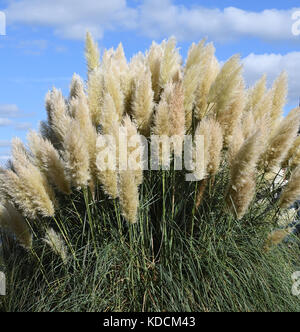 Erba Pampass Cortaderia Selloana Foto Stock