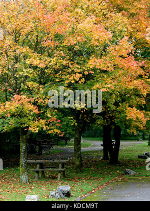 Banco di picnic sotto un albero in autunno a grin bassa e buxton country park, buxton, il Peak District, Derbyshire, Regno Unito Foto Stock