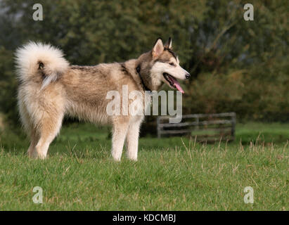Femmina alaskan malamute cane, Regno Unito Foto Stock