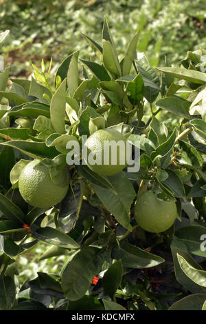 Alcuni limoni o Lime crescente selvatici su un albero in Corfù sull'isola greca vicino a Kassiopi. freschezza e sapido agrumi. Foto Stock