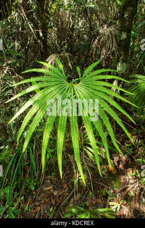 Vista ravvicinata della felce selvatica nella foresta pluviale tropicale Foto Stock