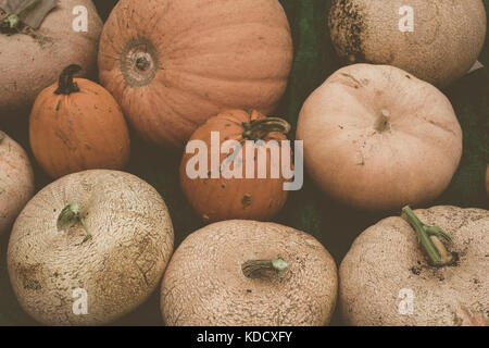 Grande varietà di zucche alla zucca annuale pesare a Steyning Farmers Market in West Susssex, Inghilterra. Foto Stock