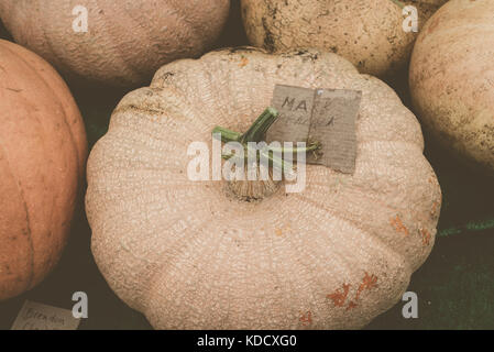 Grande varietà di zucche alla zucca annuale pesare a Steyning Farmers Market in West Susssex, Inghilterra. Foto Stock