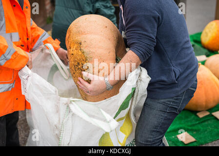 Una grande zucca è sollevato in un sacco di grandi dimensioni in modo che possa essere pesato durante la zucca annuale pesare a Steyning Farmers Market in West Susssex, Engla Foto Stock