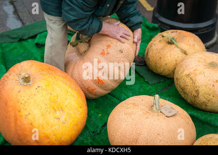 Un uomo le lotte per il sollevamento di una zucca di grandi dimensioni in modo che possa essere pesato presso la zucca annuale pesare a Steyning Farmers Market in West Susssex, Inghilterra. Foto Stock