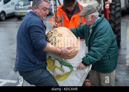 Dopo aver pesato un uomo fa fatica a tenere una grande zucca come egli ritorna all'area di visualizzazione in zucca annuale pesare a Steyning agricoltori M Foto Stock