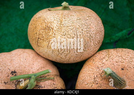 Una zucca con un nome inciso in esso presso la zucca annuale pesare a Steyning Farmers Market in West Susssex, Inghilterra. Foto Stock