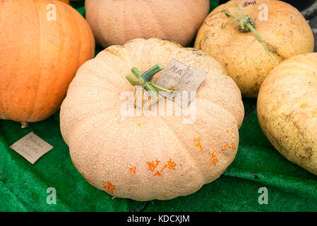 Grande varietà di zucche alla zucca annuale pesare a Steyning Farmers Market in West Susssex, Inghilterra. Foto Stock