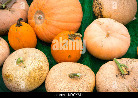 Grande varietà di zucche alla zucca annuale pesare a Steyning Farmers Market in West Susssex, Inghilterra. Foto Stock