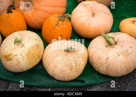 Grande varietà di zucche alla zucca annuale pesare a Steyning Farmers Market in West Susssex, Inghilterra. Foto Stock