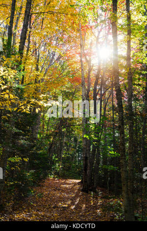 Percorso attraverso i boschi in autunno. Foto Stock