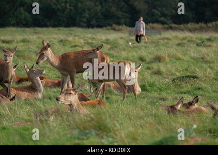 Red Deer in solchi stagione Foto Stock
