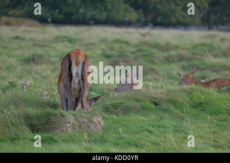 Red Deer in solchi stagione Foto Stock