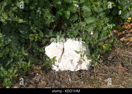 Calvatia gigantea, comunemente conosciuta come la palla gigante, è un fungo di palla di fucile comunemente trovato in prati, campi, e foreste decidue di solito in la Foto Stock