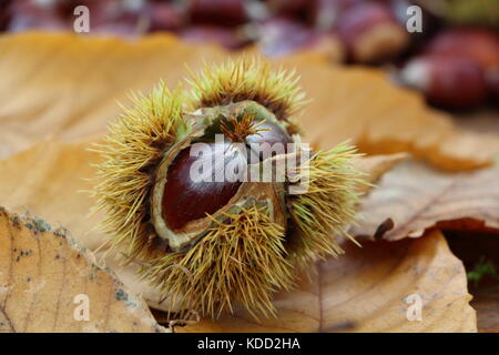 Le castagne, sansa e foglie di morti dopo il raccolto durante l'autunno Foto Stock