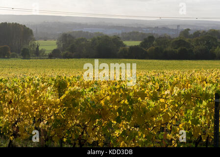 Filari di viti ruotando il giallo in autunno in un Kent,cur Inghilterra, vigneto Foto Stock