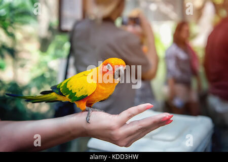 Piccolo giallo parrot nella foresta pluviale seduti sul lato, mangiare un pezzo di mango. Messa a fuoco selettiva. Chiudere. Copiare il luogo.Il telaio orizzontale. Foto Stock