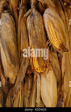 Giallo mais secco orecchie appeso verticalmente Foto Stock