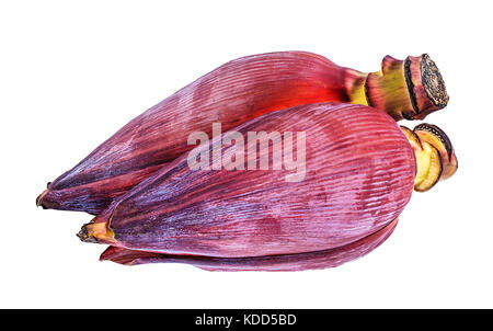 Banana blossom isolati su sfondo bianco Foto Stock