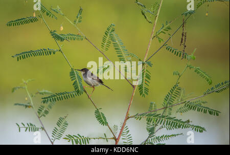 Un ashy prinia bird su una pianta piccola Foto Stock