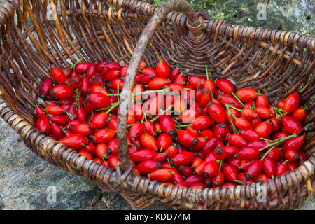 Hagebutten-Ernte in einem Korb, Hunds-Rose, Hundsrose, Heckenrose, Rosa, Wildrose, Früchte, Hagebutte, Hagebutten, Rosa canina, comune radica, Rosa canina Foto Stock