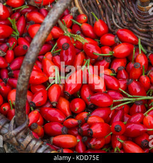 Hagebutten-Ernte in einem Korb, Hunds-Rose, Hundsrose, Heckenrose, Rosa, Wildrose, Früchte, Hagebutte, Hagebutten, Rosa canina, comune radica, Rosa canina Foto Stock