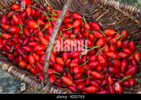 Hagebutten-Ernte in einem Korb, Hunds-Rose, Hundsrose, Heckenrose, Rosa, Wildrose, Früchte, Hagebutte, Hagebutten, Rosa canina, comune radica, Rosa canina Foto Stock