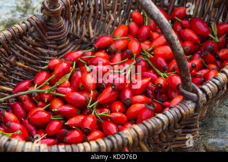 Hagebutten-Ernte in einem Korb, Hunds-Rose, Hundsrose, Heckenrose, Rosa, Wildrose, Früchte, Hagebutte, Hagebutten, Rosa canina, comune radica, Rosa canina Foto Stock