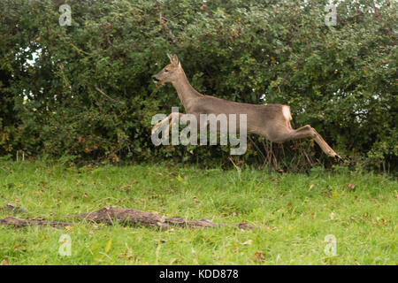 Il capriolo (Capreolus capreolus) doe saltando. piccolo elegante cervi in famiglia cervidae, mostrando fesa di bianco in aria Foto Stock