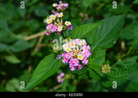 I fiori colorati per gli amanti della natura. Foto Stock