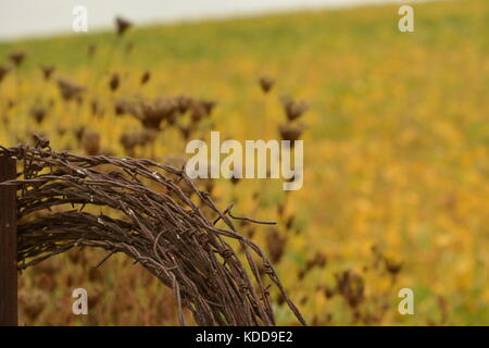 Filo spinato bobina Foto Stock