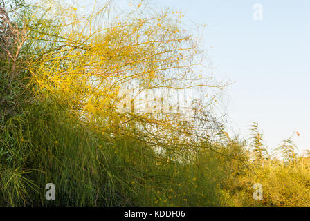 Museo deserto Palo Verde rami di albero fioritura Foto Stock