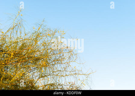 Museo deserto Palo Verde rami di albero fioritura Foto Stock