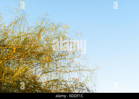 Museo deserto Palo Verde rami di albero fioritura Foto Stock