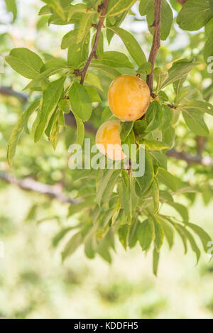 Mature prugne giallo su albero in Orchard Foto Stock
