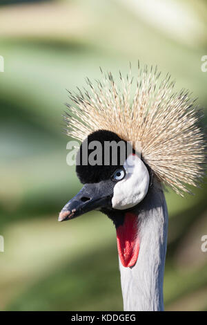 Ritratto di un nativo Grey Crowned Crane (Balearica regulorum), uccelli di Eden, Plattenberg Bay, Sud Africa. Foto Stock