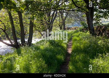 Un sentiero lungo il fiume swale vicino al villaggio di gunnerside in swaledale, Yorkshire. Foto Stock