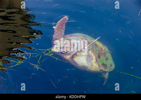 Grecia ARGOSTOLI tartaruga caretta affiorante all'interno della laguna, Cefalonia, Cefalonia, Isole Ionie, Grecia Foto Stock