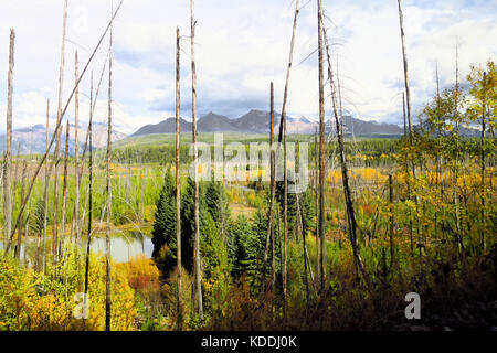 Il fiume Flathead che fluisce attraverso un bosco rado nel Glacier National Park con le montagne in distanza. Foto Stock