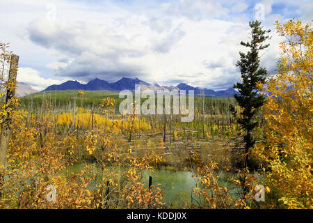 Il fiume Flathead che fluisce attraverso un bosco rado nel Glacier National Park con le montagne in distanza. Foto Stock