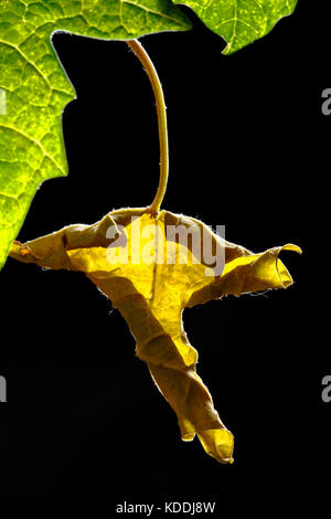 Dettaglio di secche foglie di papaia Foto Stock