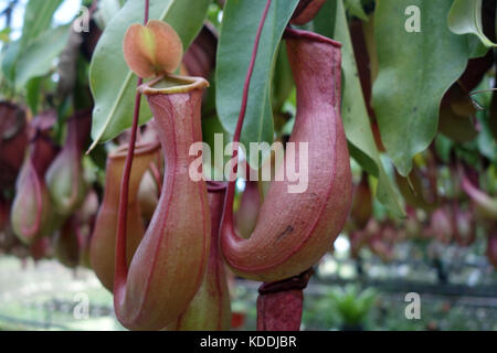 Tropical pianta brocca. Questo impianto è un carnivoro e mangia insetti Foto Stock