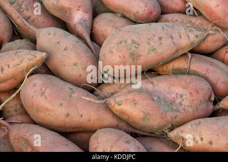 Appena raccolto 'Kamote' cultivar di patate dolci "Ipomoea batatas'. Foto Stock