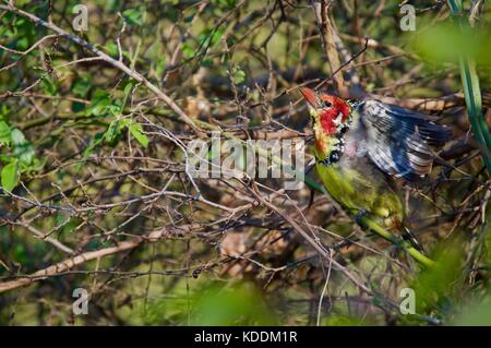 Rosso e giallo barbets, Tanzania Foto Stock