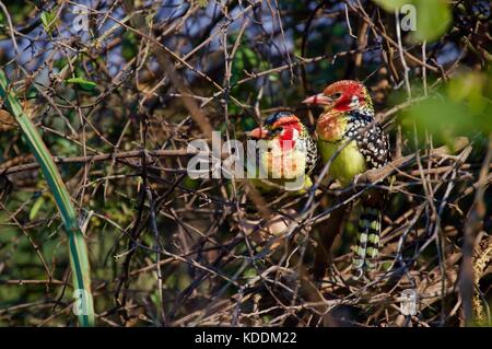 Rosso e giallo barbets, Tanzania Foto Stock