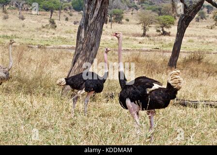 East African struzzi, Parco Nazionale di Tarangire e, Tanzania Foto Stock