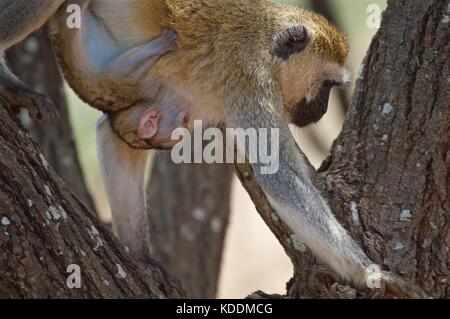 Vervet monkey con baby, Parco Nazionale di Tarangire e, Tanzania Foto Stock