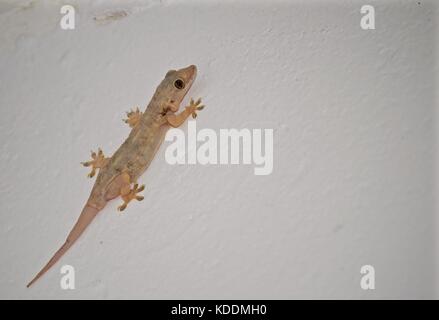 Moreau casa tropicale gecko, Zanzibar Foto Stock